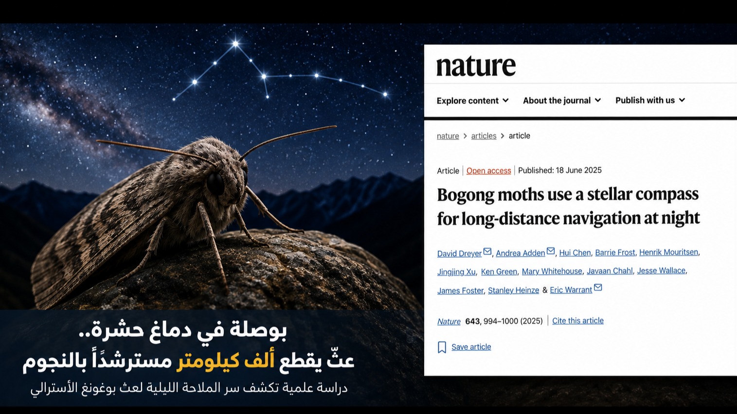 بوصلة في دماغ حشرة.. عثّ يقطع ألف كيلومتر مسترشدًا بالنجوم !
